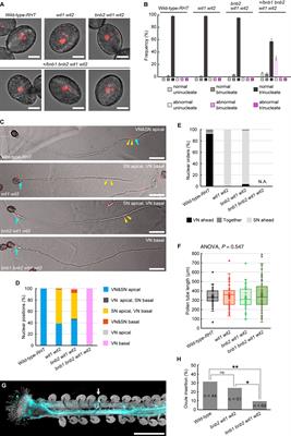 Possible molecular mechanisms of persistent pollen tube growth without de novo transcription